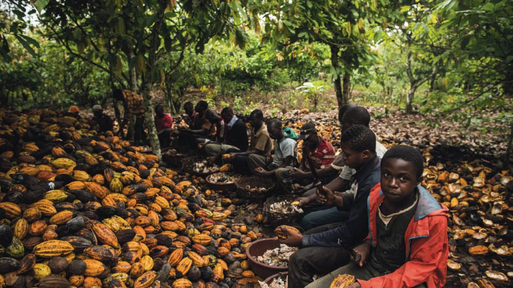 Deca rade na plantazi kakaovca